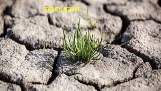 Molecular Biology and Genetic Mechanisms of Plant Drought Tolerance | PPTX
