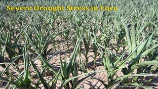 Molecular Biology and Genetic Mechanisms of Plant Drought Tolerance | PPTX