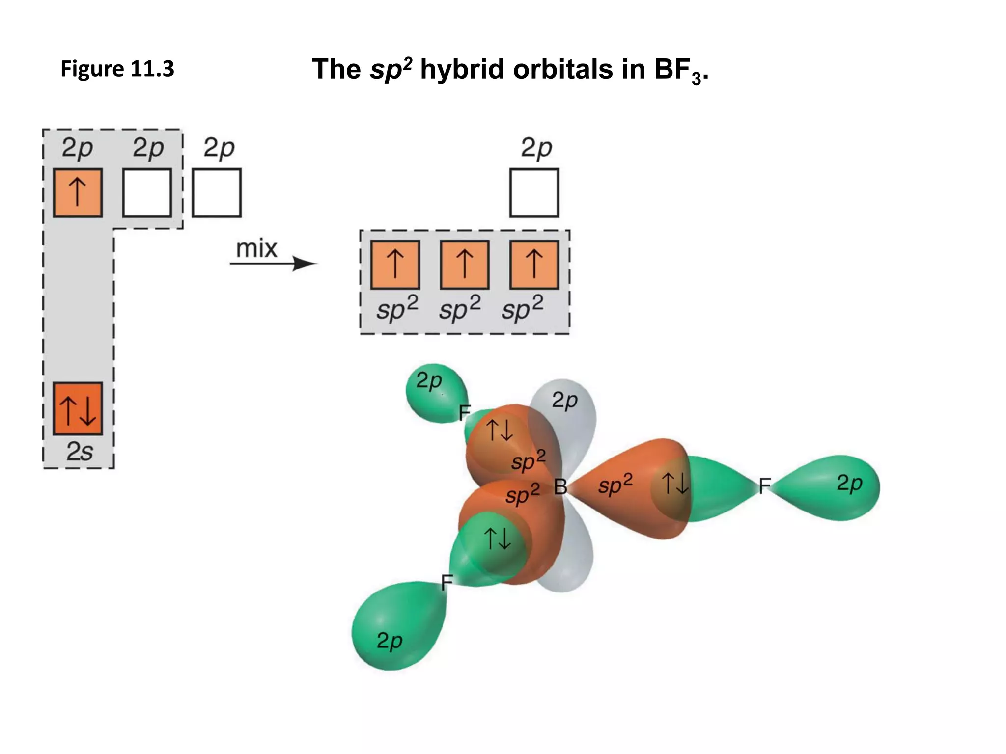 Figure 11.3 The sp2 hybrid orbitals in BF3.
 