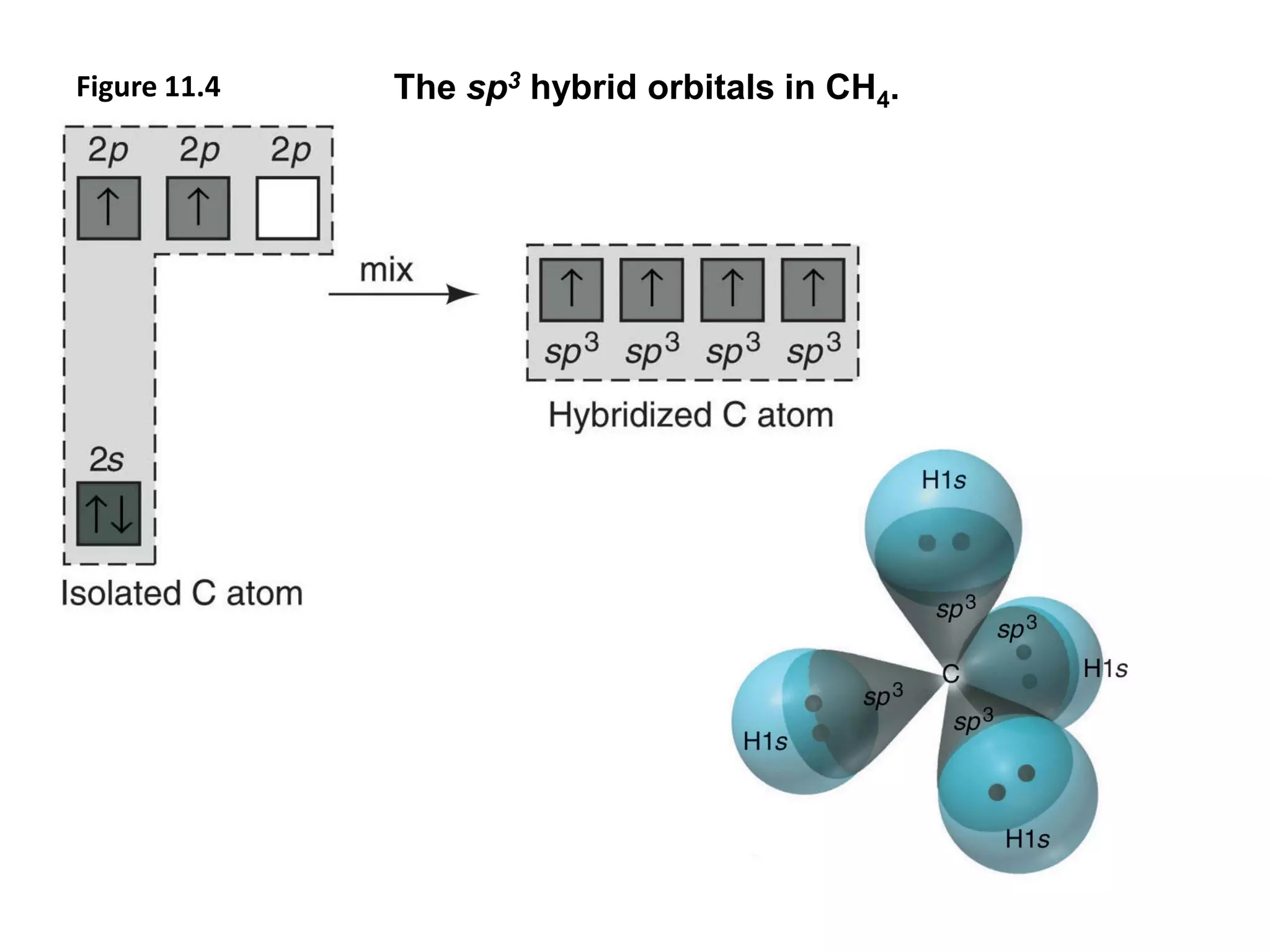 Figure 11.4 The sp3 hybrid orbitals in CH4.
 