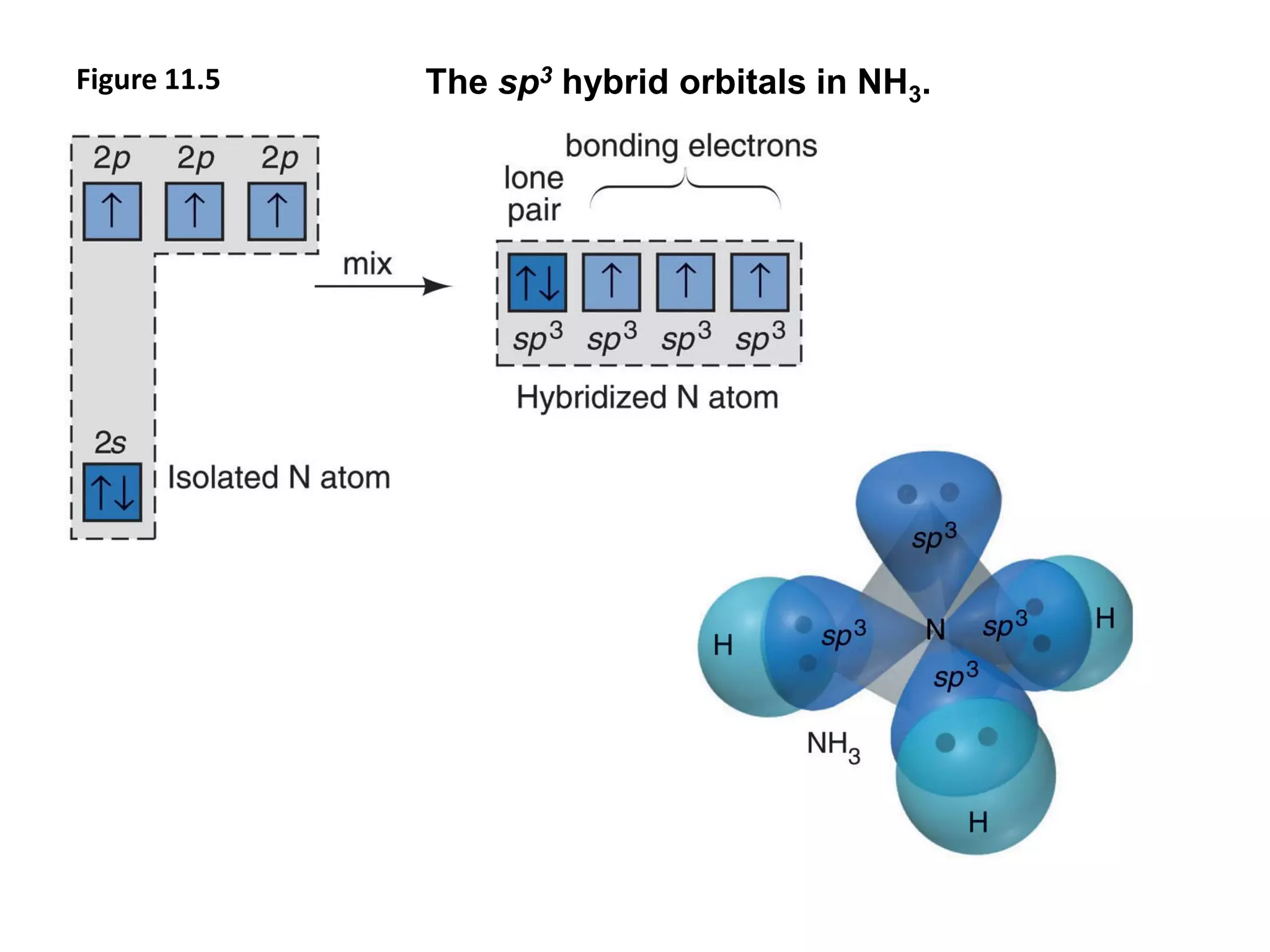 Figure 11.5 The sp3 hybrid orbitals in NH3.
 