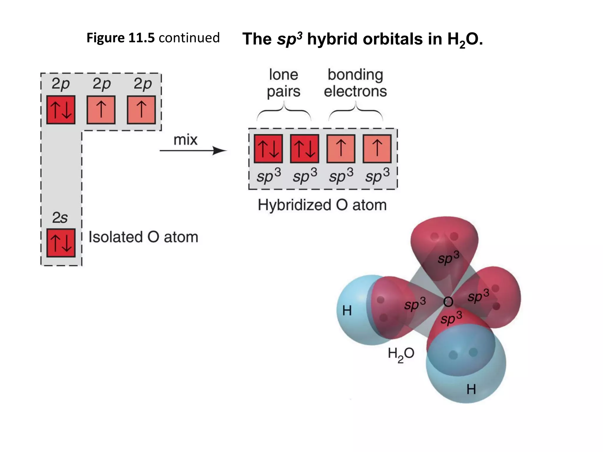 Figure 11.5 continued The sp3 hybrid orbitals in H2O.
 