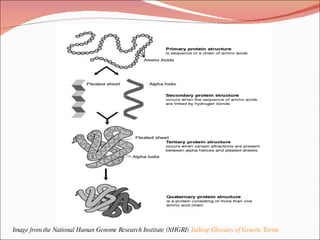   Image from the National Human Genome Research Institute (NHGRI)  Talking Glossary of Genetic Terms 