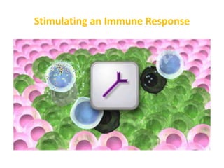 Stimulating an Immune Response
 