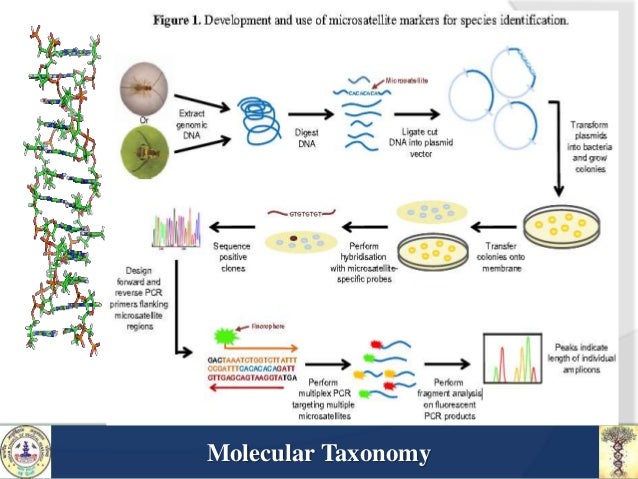 what is molecular taxonomy