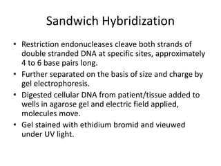 Sandwich Hybridization
• Restriction endonucleases cleave both strands of
double stranded DNA at specific sites, approximately
4 to 6 base pairs long.
• Further separated on the basis of size and charge by
gel electrophoresis.
• Digested cellular DNA from patient/tissue added to
wells in agarose gel and electric field applied,
molecules move.
• Gel stained with ethidium bromid and vieuwed
under UV light.
 
