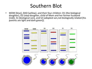Southern Blot
• MOM [blue], DAD [yellow], and their four children: D1 (the biological
daughter), D2 (step-daughter, child of Mom and her former husband
[red]), S1 (biological son), and S2 (adopted son,not biologically related [his
parents are light and dark green]).
 