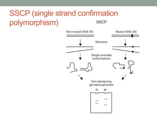 SSCP (single strand confirmation
polymorphism)
 