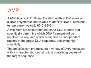 LAMP
• LAMP is a rapid DNA amplification method that relies on
a DNA polymerase that is able to amplify DNA at constant
temperature (typically 60oC-65oC).
• A minimum set of four primers (short DNA strands that
specifically determine which DNA fragment will be
amplified) is required which recognise six independent
regions in the target DNA sequence, achieving high
specificity.
• The amplification products are a variety of DNA molecules
with a characteristic loop structure containing copies of
the target sequence.
 