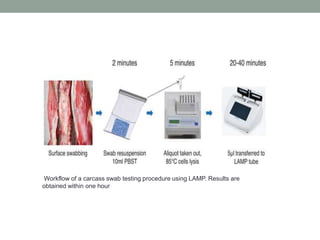 Workflow of a carcass swab testing procedure using LAMP. Results are
obtained within one hour
 