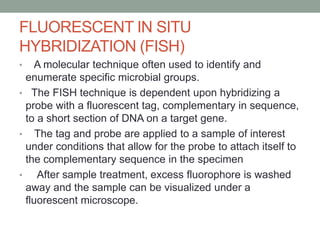 FLUORESCENT IN SITU
HYBRIDIZATION (FISH)
• A molecular technique often used to identify and
enumerate specific microbial groups.
• The FISH technique is dependent upon hybridizing a
probe with a fluorescent tag, complementary in sequence,
to a short section of DNA on a target gene.
• The tag and probe are applied to a sample of interest
under conditions that allow for the probe to attach itself to
the complementary sequence in the specimen
• After sample treatment, excess fluorophore is washed
away and the sample can be visualized under a
fluorescent microscope.
 