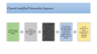 Cleaved Amplified Polymorphic Sequence
CAPS is also
known as PCR-
RFLP.
It was
developed after
the emerge of
PCR.
It was originally
conceived as a
technique to
detect base
changes in DNA
sequences and
therefore acts as
a tool in the
diagnosis of
genetic diseases.
It was soon
recognized that
the technology
would have
much wider
applications in
genetic diversity
studies.
It is an
alternative to
direct
sequencing for
detecting
sequence
variation.
 