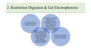 2. Restriction Digestion & Gel Electrophoresis
Extracted DNA is
digested with specific
restriction enzymes.
Each restriction enzyme
will recognize and cut
DNA in a predictable
way under appropriate
conditions resulting in a
reproducible set of
DNA fragments
(restriction fragments)
of different lengths.
The millions of restriction
fragments are then
separated by gel
electrophoresis, because
the fragments would be
seen as a continuous
smear if stained with
ethidium bromide,
staining alone cannot
detect the polymorphism.
Hybridization, therefore
must be used to detect
specific polymorphism.
 
