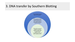 3. DNA transfer by Southern Blotting
This technique is named
after E.M. Southern.
In this method the gel is
first denatured in a basic
solution and placed in a
tray. A porous nylon or
nitrocellulose membrane
is laid over the gel.
All the DNA restriction
fragments in the gel
transfer as single strand
will retain the same
pattern on the
membrane as on the gel
due to capillary action.
 