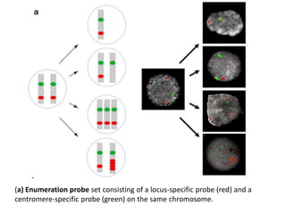 (a) Enumeration probe set consisting of a locus-specific probe (red) and a
centromere-specific probe (green) on the same chromosome.
 