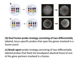 (b) Dual fusion probe strategy consisting of two differentially
labeled, locus-specific probes that span the genes involved in a
fusion event.
(c) Break-apart probe strategy consisting of two differentially
labeled probes that flank the breakpoint (dashed lines) of one
of the gene partners involved in a fusion.
 