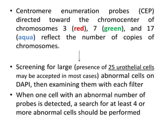 • Centromere enumeration probes (CEP)
directed toward the chromocenter of
chromosomes 3 (red), 7 (green), and 17
(aqua) reflect the number of copies of
chromosomes.
• Screening for large (presence of 25 urothelial cells
may be accepted in most cases) abnormal cells on
DAPI, then examining them with each filter
• When one cell with an abnormal number of
probes is detected, a search for at least 4 or
more abnormal cells should be performed
 