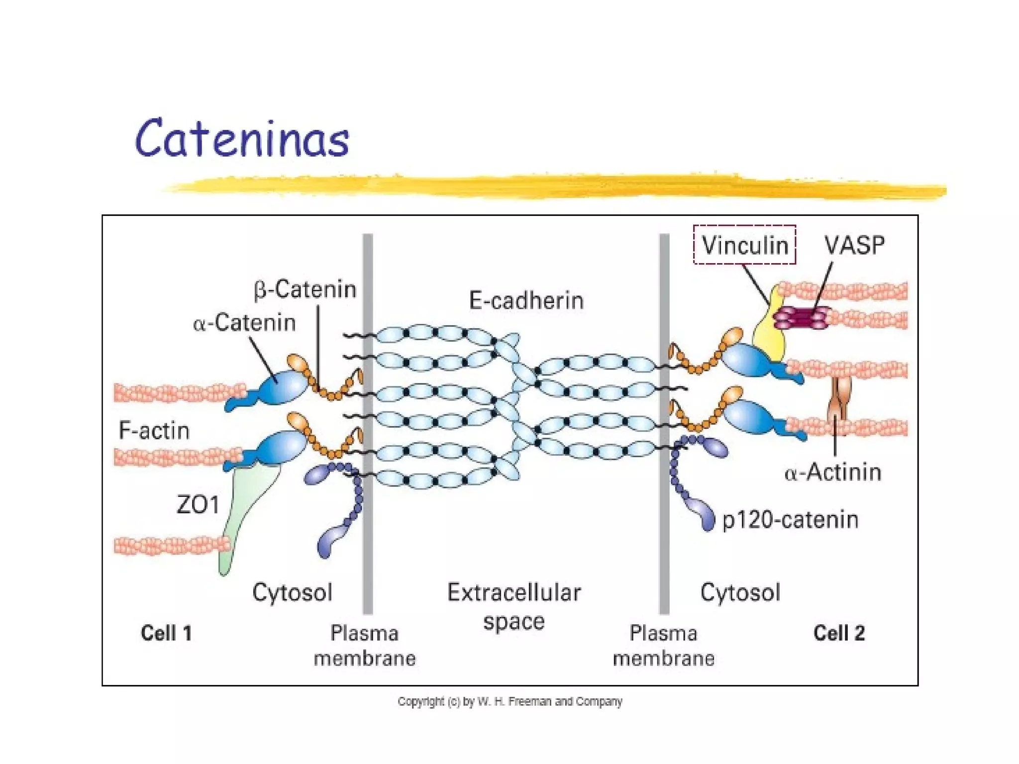 Moleculas De Adhesion Celular PPT