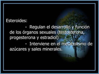 Esteroides:
- Regulan el desarrollo y función
de los órganos sexuales (testosterona,
progesterona y estradiol)
- Interviene en el metabolismo de
azúcares y sales minerales.
 