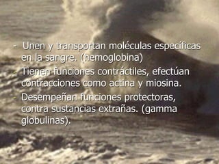 - Unen y transportan moléculas específicas
en la sangre. (hemoglobina)
- Tienen funciones contráctiles, efectúan
contracciones como actina y miosina.
- Desempeñan funciones protectoras,
contra sustancias extrañas. (gamma
globulinas).
 