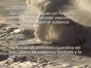 GLOBULARES:
Son solubles en aguas con funciones
activas, como catalizador reacciones
(enzimas) o transportar sustancia
(hemoglobina)
FIBROSAS:
Son insolubles en agua.
Su función es protectora (queratina del
pelo, uñas y los colágenos tendones y la
piel.
 