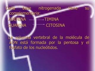 Cada base nitrogenada tiene su
complementaria:
ADENINA TIMINA
GUANINA CITOSINA
La columna vertebral de la molécula de
ADN está formada por la pentosa y el
fosfato de los nucleótidos.
 