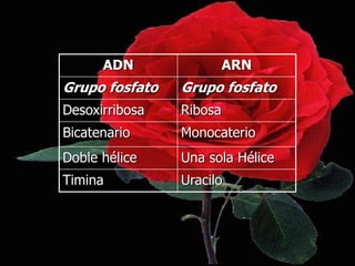 ADN ARN
Grupo fosfato Grupo fosfato
Desoxirribosa Ribosa
Bicatenario Monocaterio
Doble hélice Una sola Hélice
Timina Uracilo
 