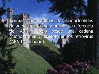 Formado por cadenas de ribonucleótidos
de adenina, citosina y uracilo. a diferencia
del ADN, solo posee una cadena
(monocatenario) excepto en los retrovirus
(ARN bicatenario).
 