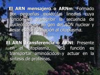 El ARN mensajero o ARNm: Formado
por pequeñas moléculas lineales cuya
función es transcribir la secuencia de
nucleótidos de un gen del ADN nuclear y
llevar esta información al citoplasma.
El ARN Transferencia o ARNt: Presente
en el citoplasma, Su función es
transportar aminoácidos y actuar en la
síntesis de proteínas.
 