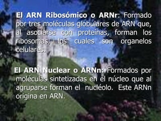 El ARN Ribosómico o ARNr: Formado
por tres moléculas globulares de ARN que,
al asociarse con proteínas, forman los
ribosomas, los cuales son organelos
celulares.
El ARN Nuclear o ARNn: Formados por
moléculas sintetizadas en el núcleo que al
agruparse forman el nucléolo. Este ARNn
origina en ARN.
 