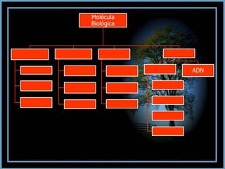 Molécula
Biológica
ADN
 