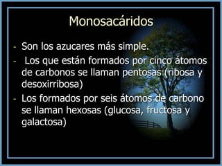Monosacáridos
- Son los azucares más simple.
- Los que están formados por cinco átomos
de carbonos se llaman pentosas (ribosa y
desoxirribosa)
- Los formados por seis átomos de carbono
se llaman hexosas (glucosa, fructosa y
galactosa)
 