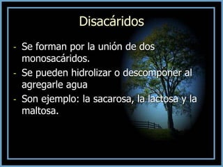 Disacáridos
- Se forman por la unión de dos
monosacáridos.
- Se pueden hidrolizar o descomponer al
agregarle agua
- Son ejemplo: la sacarosa, la lactosa y la
maltosa.
 