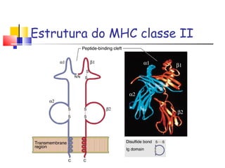 Estrutura do MHC classe II
 
