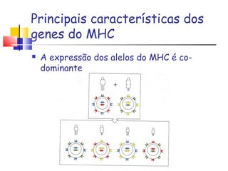 Principais características dos
genes do MHC
 A expressão dos alelos do MHC é co-
dominante
 