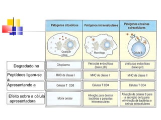 Degradado no
Peptídeos ligam-se
a
Apresentando a
Efeito sobre a célula
apresentadora
 