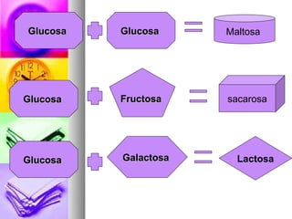 Glucosa   Glucosa     Maltosa




Glucosa   Fructosa    sacarosa




Glucosa   Galactosa     Lactosa
 