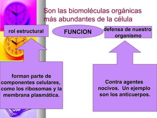 Son las biomoléculas orgánicas
                más abundantes de la célula
  rol estructural                     defensa de nuestro
                          FUNCION
                                          organismo




   forman parte de
componentes celulares,                Contra agentes
como los ribosomas y la             nocivos. Un ejemplo
 membrana plasmática.               son los anticuerpos.
 