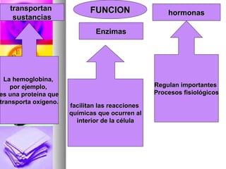 transportan              FUNCION                  hormonas
    sustancias
                              Enzimas




  La hemoglobina,
    por ejemplo,                                 Regulan importantes
es una proteína que                              Procesos fisiológicos
transporta oxígeno.
                      facilitan las reacciones
                      químicas que ocurren al
                        interior de la célula
 