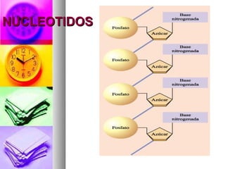 NUCLEOTIDOS
 
