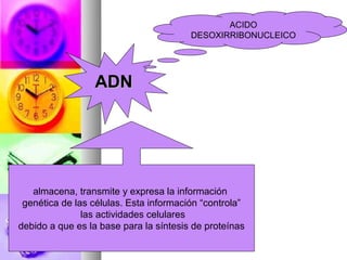 ACIDO
                                        DESOXIRRIBONUCLEICO




                 ADN




   almacena, transmite y expresa la información
 genética de las células. Esta información “controla”
               las actividades celulares
debido a que es la base para la síntesis de proteínas
 