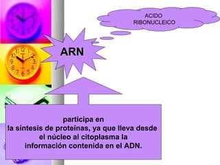ACIDO
                                     RIBONUCLEICO




               ARN




                 participa en
la síntesis de proteínas, ya que lleva desde
          el núcleo al citoplasma la
      información contenida en el ADN.
 
