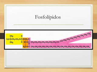 Fosfolípidos
 