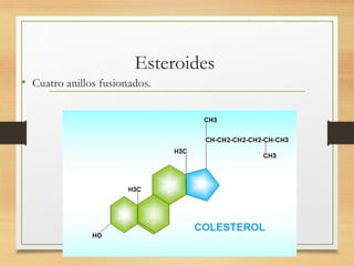 Esteroides
• Cuatro anillos fusionados.
 