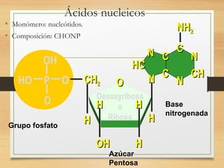 Ácidos nucleicos
• Monómero: nucleótidos.
• Composición: CHONP
OH
HO P O
O
CHCH22
HH
Desoxyribosa
o
Ribosa
OO
HH
OHOH HH
HH
HH
NN
HCHC
NN CC
CC
CC
CHCH
NN
NN
NHNH22
Grupo fosfato
Azúcar
Pentosa
Base
nitrogenada
 