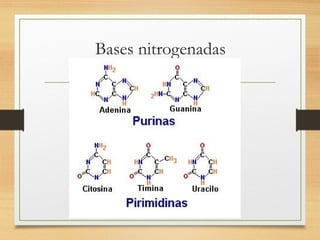 Bases nitrogenadas
 