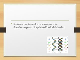 • Sustancia que forma los cromosomas y fue
descubierto por el bioquímico Friedrich Miescher
 