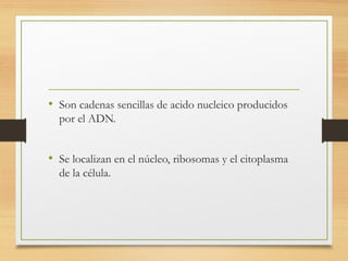 • Son cadenas sencillas de acido nucleico producidos
por el ADN.
• Se localizan en el núcleo, ribosomas y el citoplasma
de la célula.
 