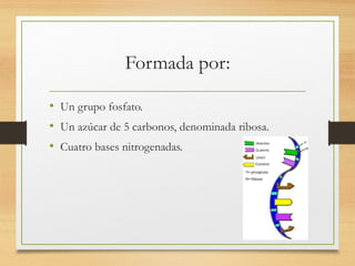 Formada por:
• Un grupo fosfato.
• Un azúcar de 5 carbonos, denominada ribosa.
• Cuatro bases nitrogenadas.
 