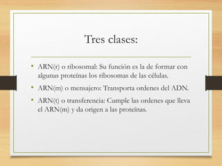 Tres clases:
• ARN(r) o ribosomal: Su función es la de formar con
algunas proteínas los ribosomas de las células.
• ARN(m) o mensajero: Transporta ordenes del ADN.
• ARN(t) o transferencia: Cumple las ordenes que lleva
el ARN(m) y da origen a las proteínas.
 
